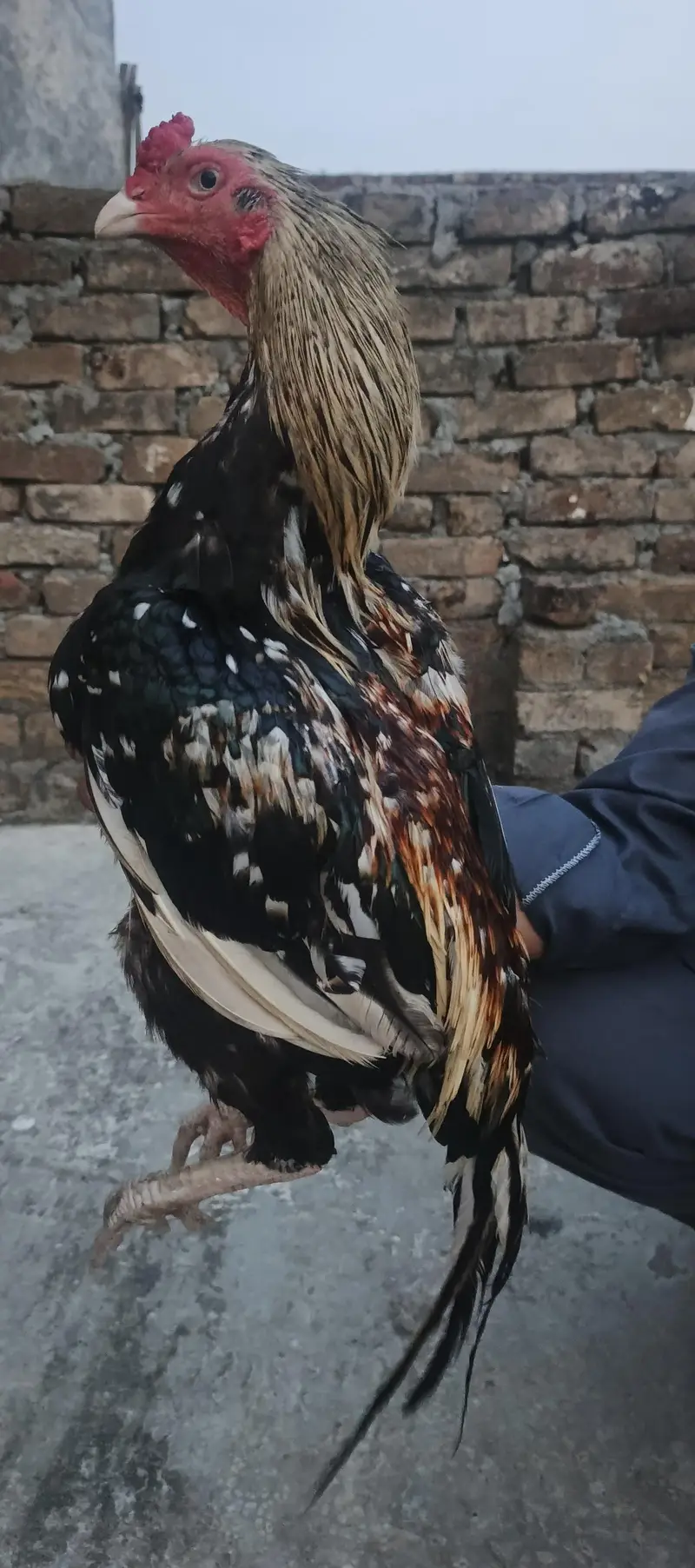 Aseel homebreed pure bloodline pure java 03145489284 WhatsApp — photo 2
