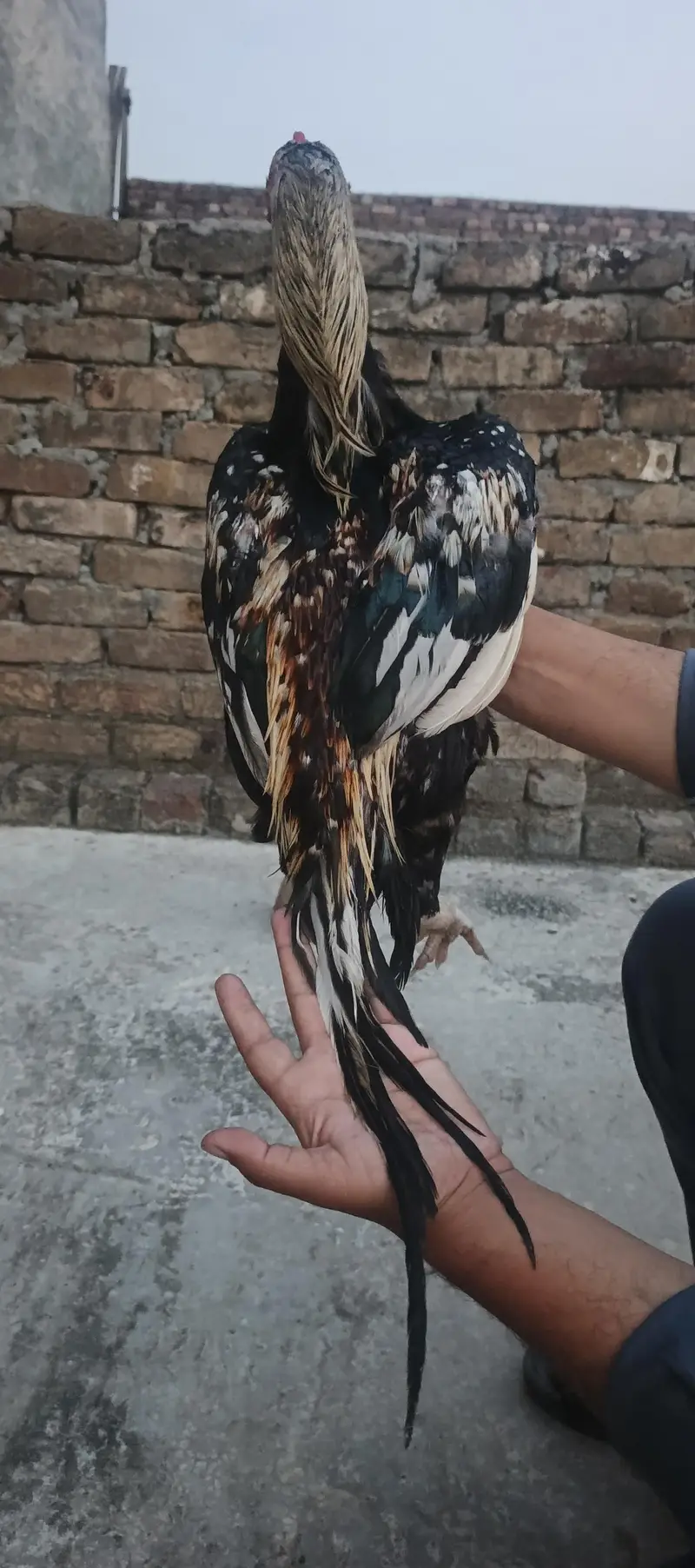 Aseel homebreed pure bloodline pure java 03145489284 WhatsApp — photo 3