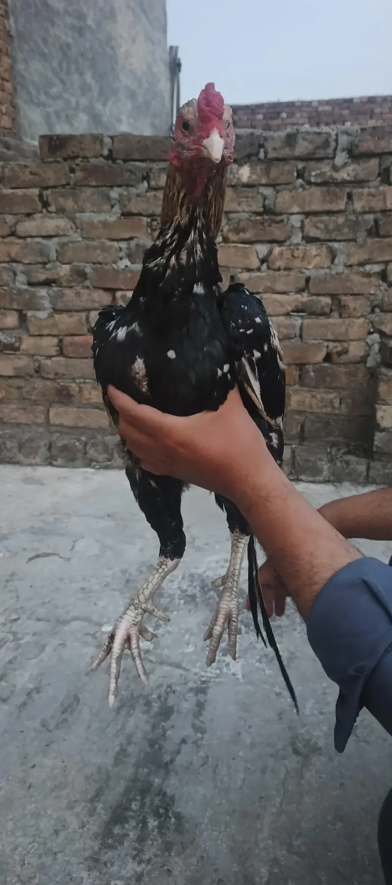 Aseel homebreed pure bloodline pure java 03145489284 WhatsApp — photo 4