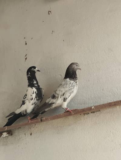 2 breeder jorey for sale
