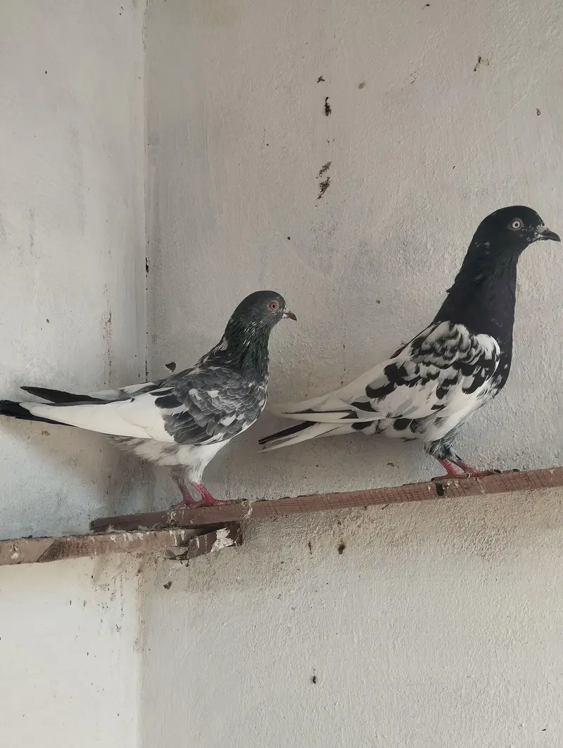 2 breeder jorey for sale — photo 2