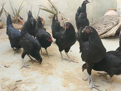 Pure Black Austrulop