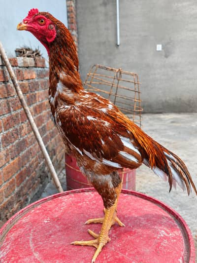 Shamo × Aseel Crossbred Chick