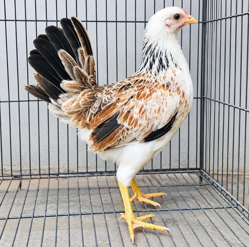 Golden Misri | Desi Hens | Golden Misri Pathi — photo 2
