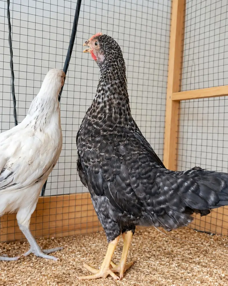 Golden Misri | Desi Hens | Golden Misri Pathi — photo 4