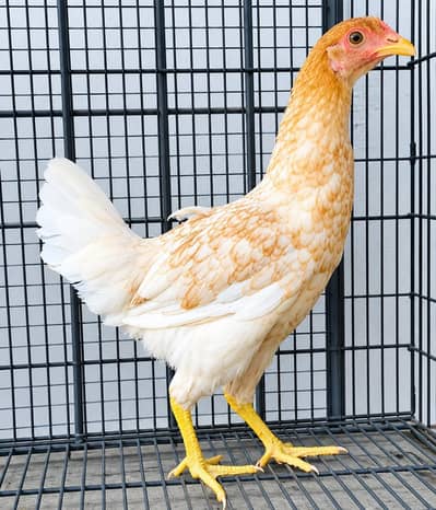 Golden Misri | Desi Hens | Golden Misri Pathi