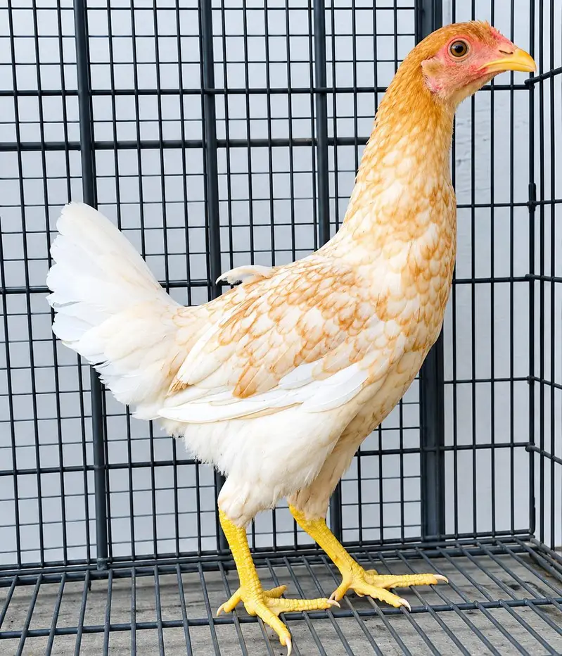 Golden Misri | Desi Hens | Golden Misri Pathi — photo 6