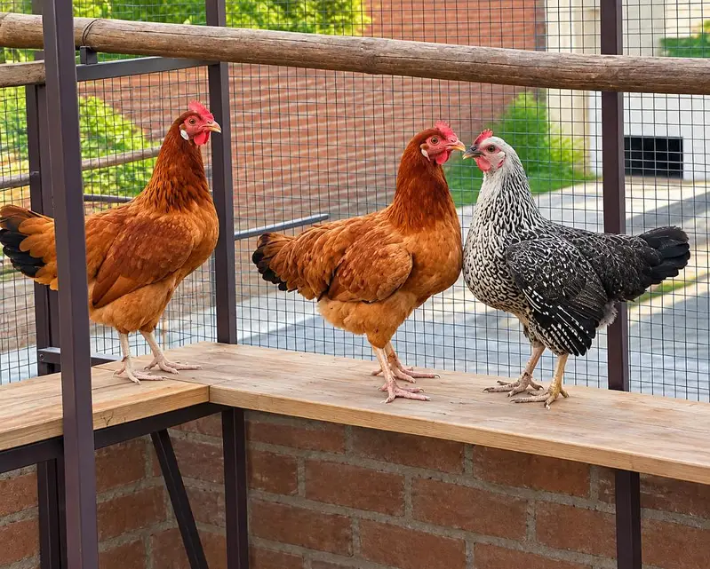 Golden Misri | Desi Hens | Golden Misri Pathi — photo 8