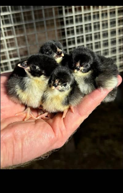 Black Australorp Chicks Available