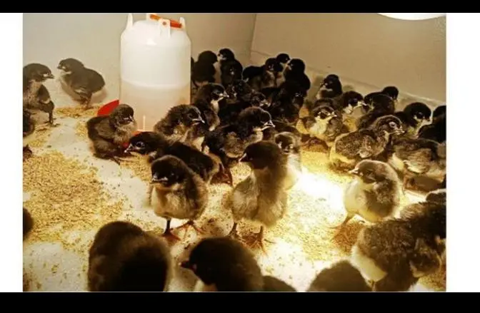 Black Australorp Chicks Available — photo 2