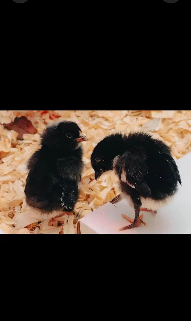 Black Australorp Chicks Available — photo 3