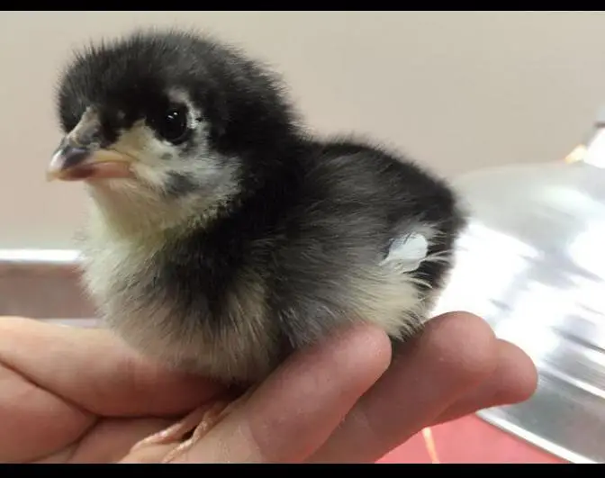 Black Australorp Chicks Available — photo 4