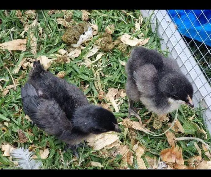 Black Australorp Chicks Available — photo 5