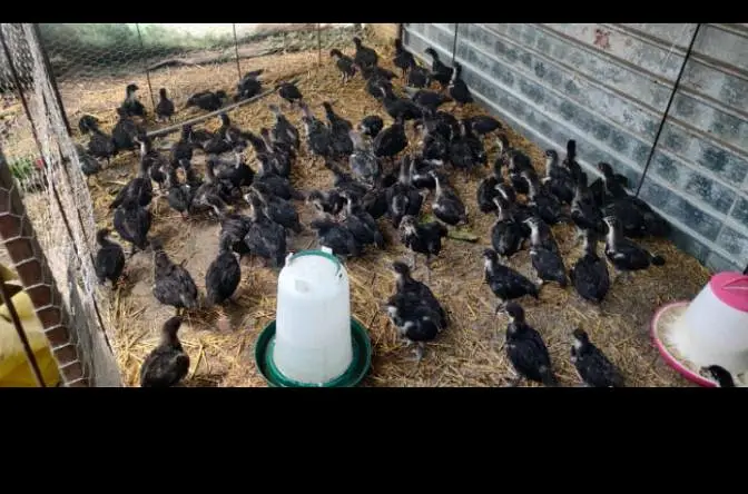 Black Australorp Chicks Available — photo 6