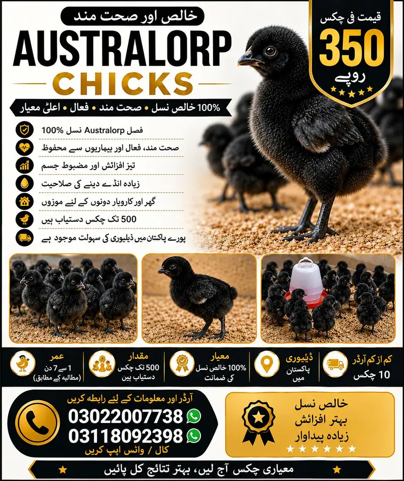 Black Australorp Chicks Available — photo 7