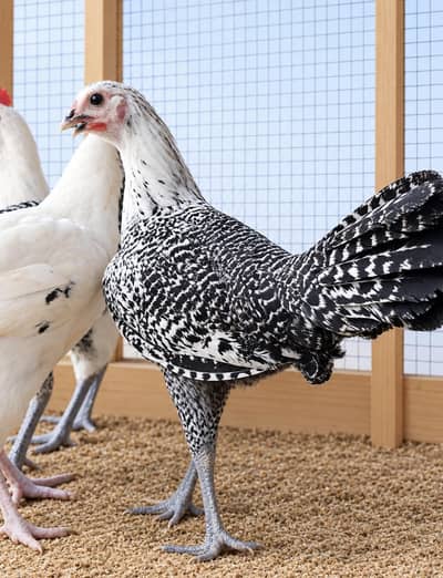 Golden Misri | Desi Hens | Golden Misri Pathi