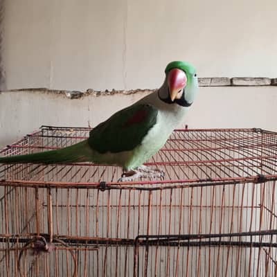 01 pair of parrots