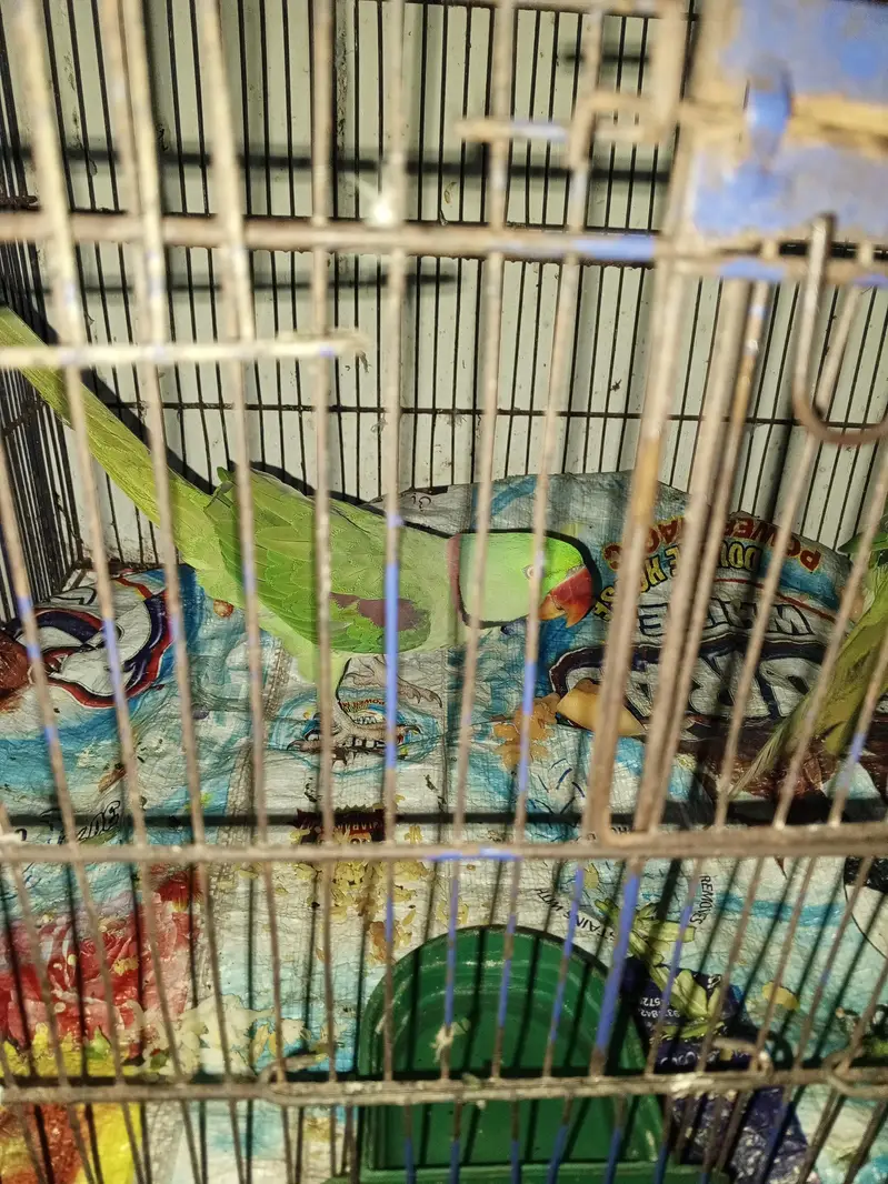 01 pair of parrots — photo 2