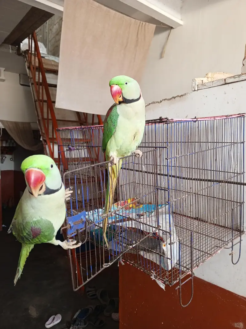 01 pair of parrots — photo 3