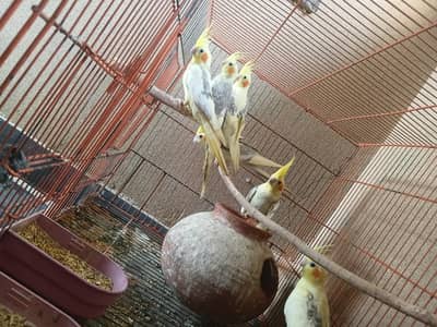 Pe pair 5000