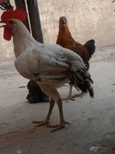 Golden Misri Hens