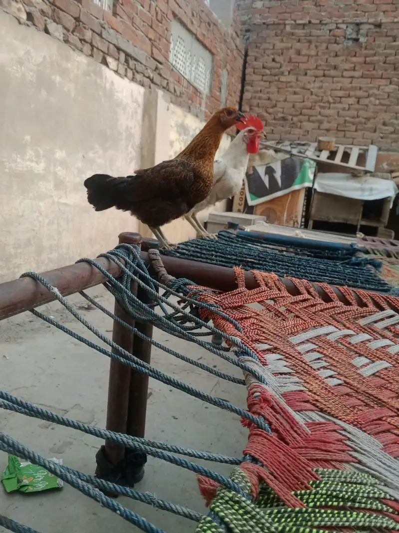 Golden Misri Hens — photo 2