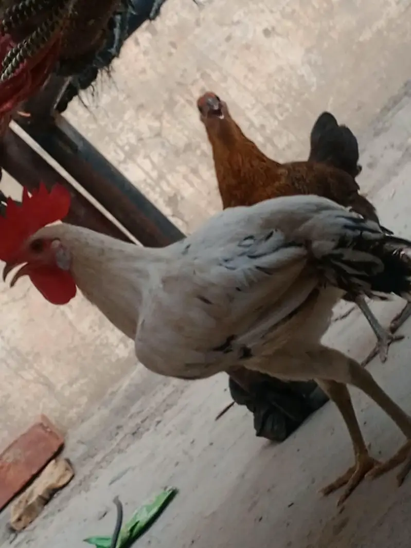 Golden Misri Hens — photo 3