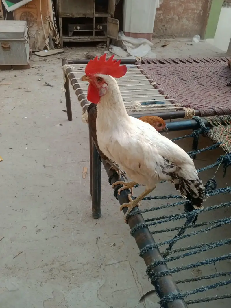 Golden Misri Hens — photo 4
