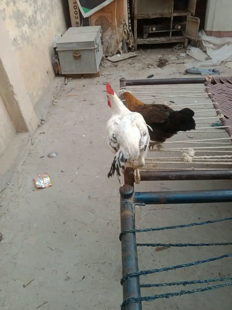 Golden Misri Hens — photo 5