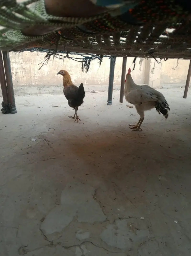Golden Misri Hens — photo 6