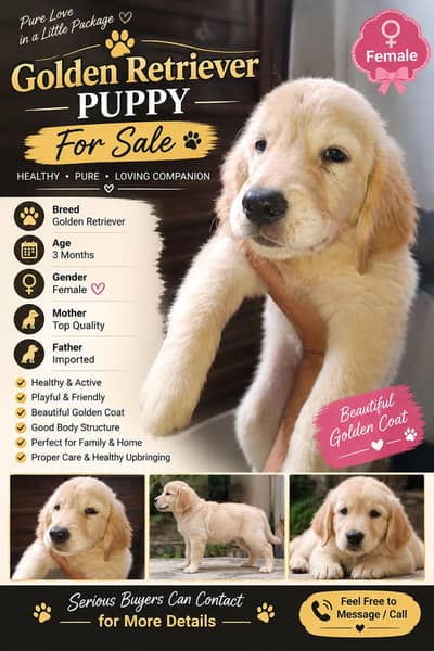 Golden Retriever Puppy Available for Sale