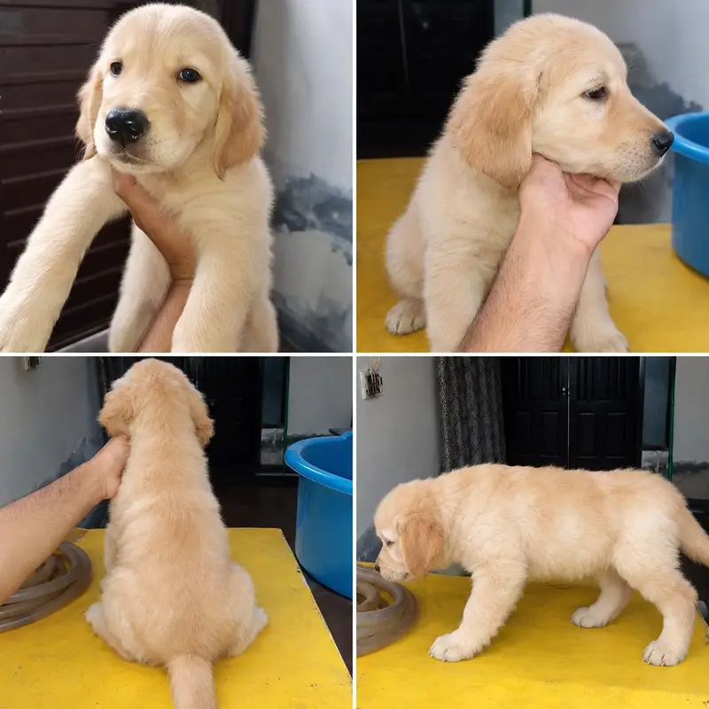 Golden Retriever Puppy Available for Sale — photo 2
