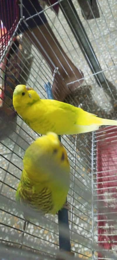 Home made Buddies All okay and healthy