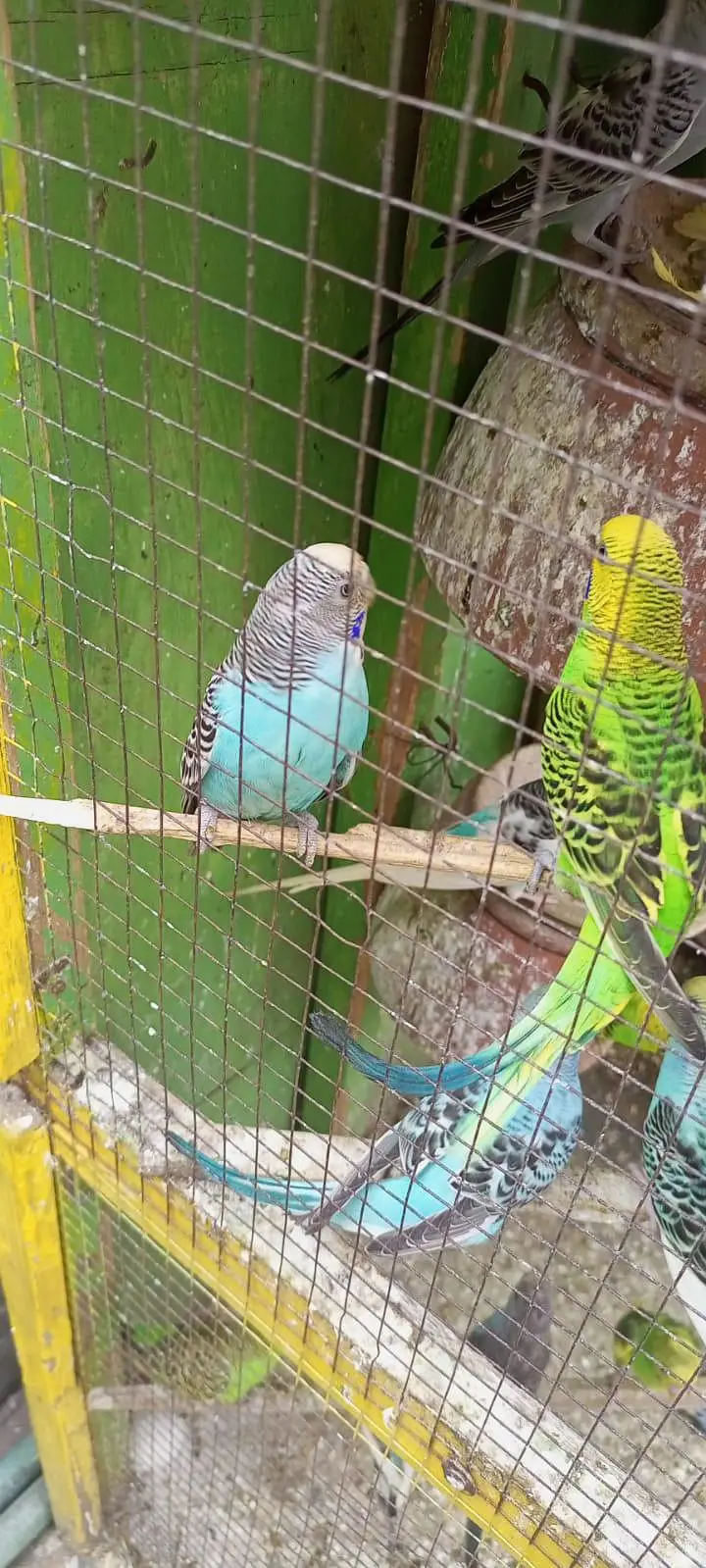 Home made Buddies All okay and healthy — photo 3