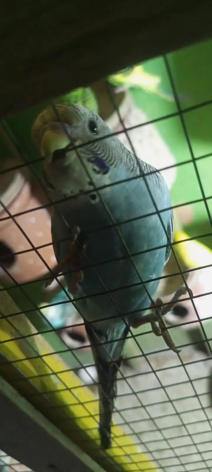 Home made Buddies All okay and healthy — photo 6