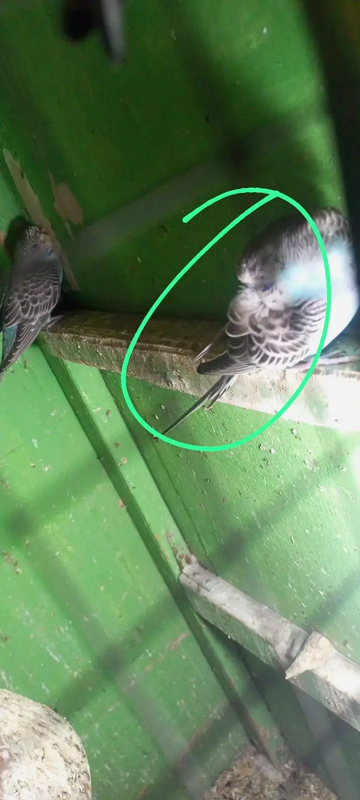 Home made Buddies All okay and healthy — photo 7