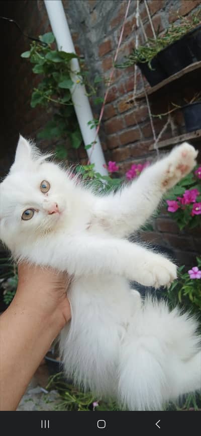 Persian kitten