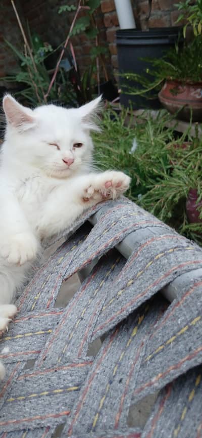 white Persian kitten