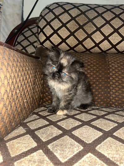 Kitten for sale