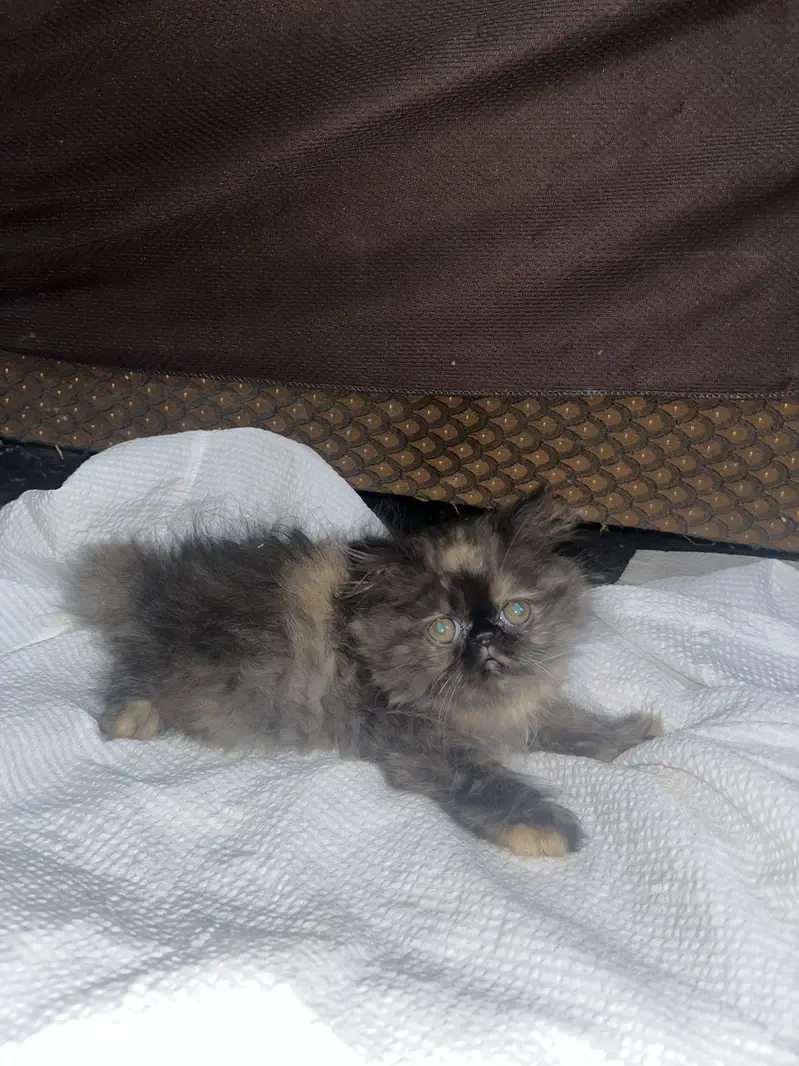 Kitten for sale — photo 2