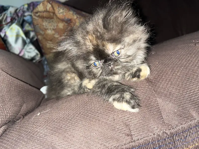 Kitten for sale — photo 3