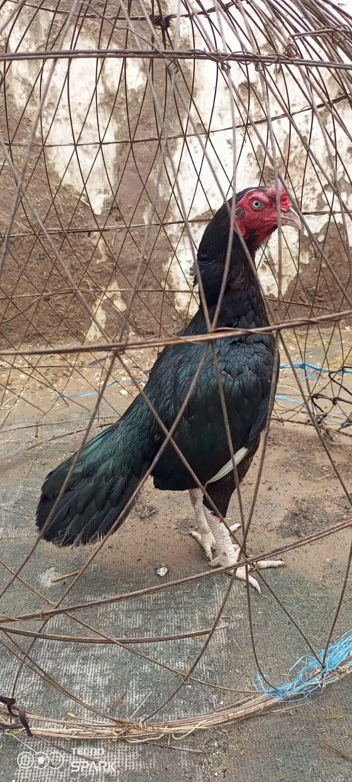 ASEEL Murgha — photo 2
