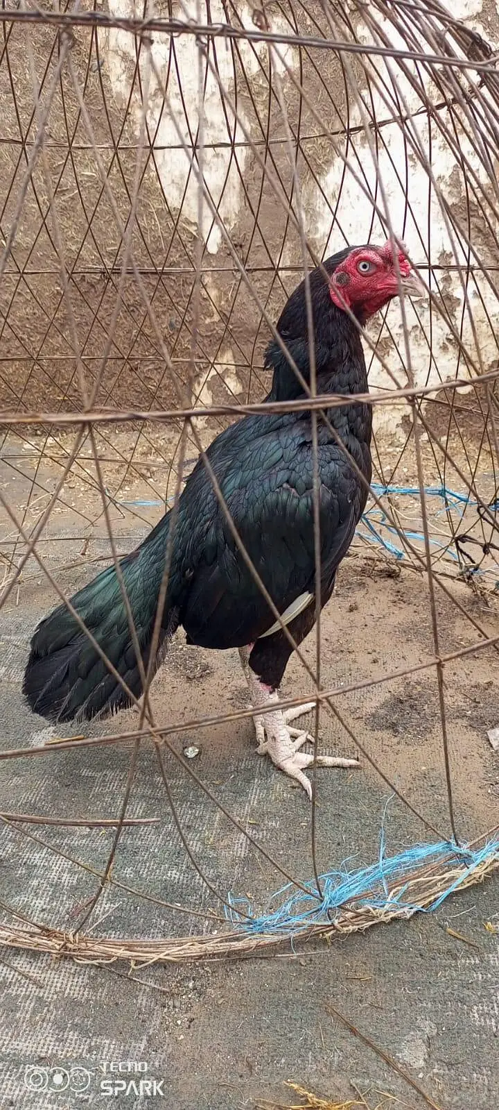 ASEEL Murgha — photo 4