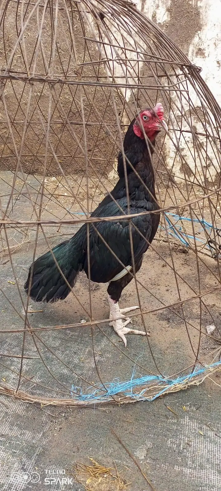 ASEEL Murgha — photo 5