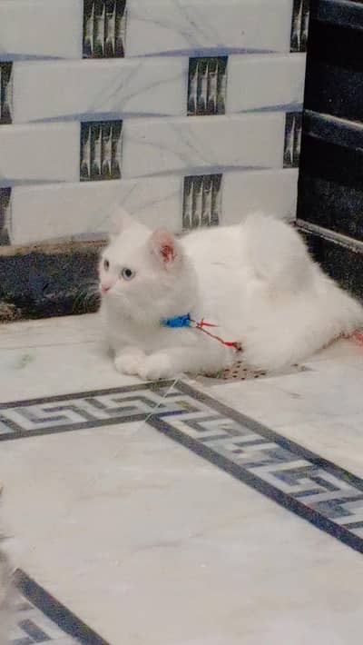 Persian old eye male cat for sale