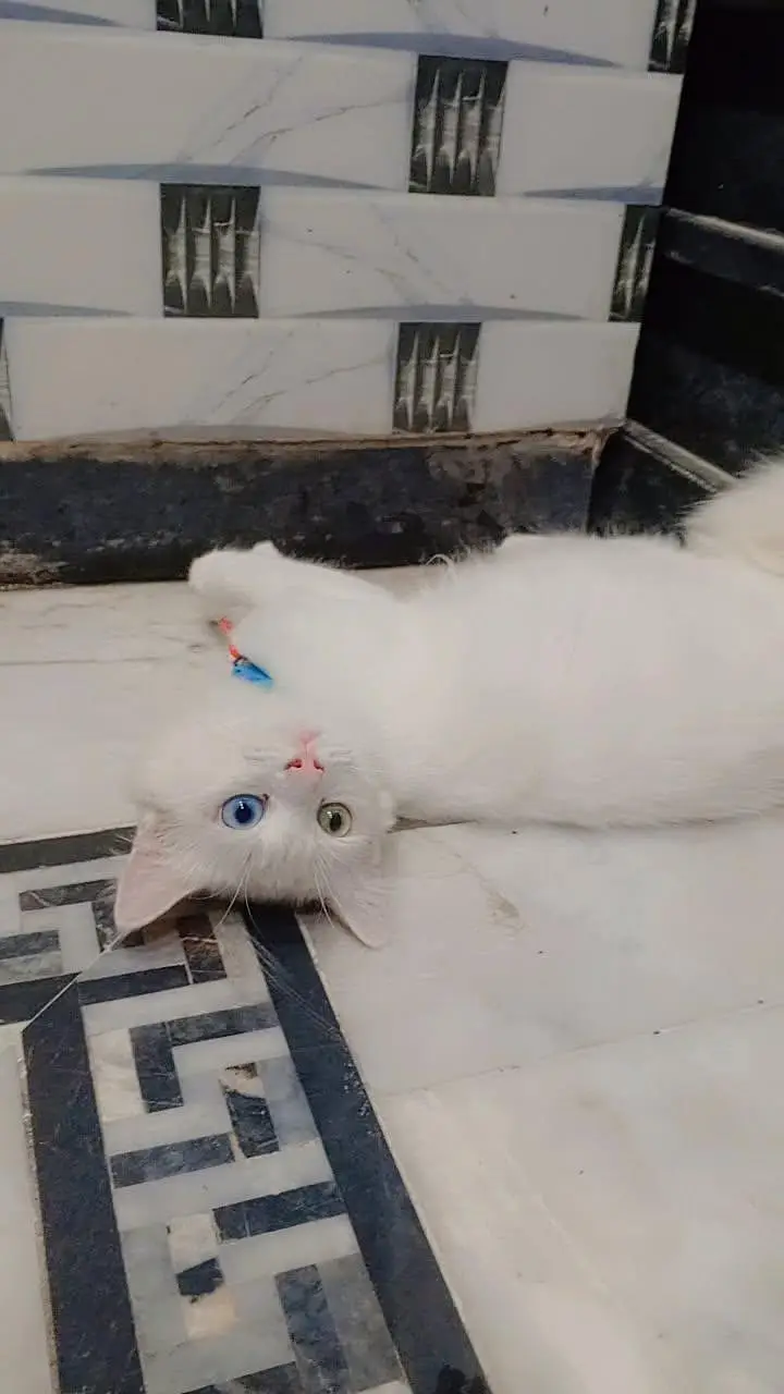 Persian old eye male cat for sale — photo 2