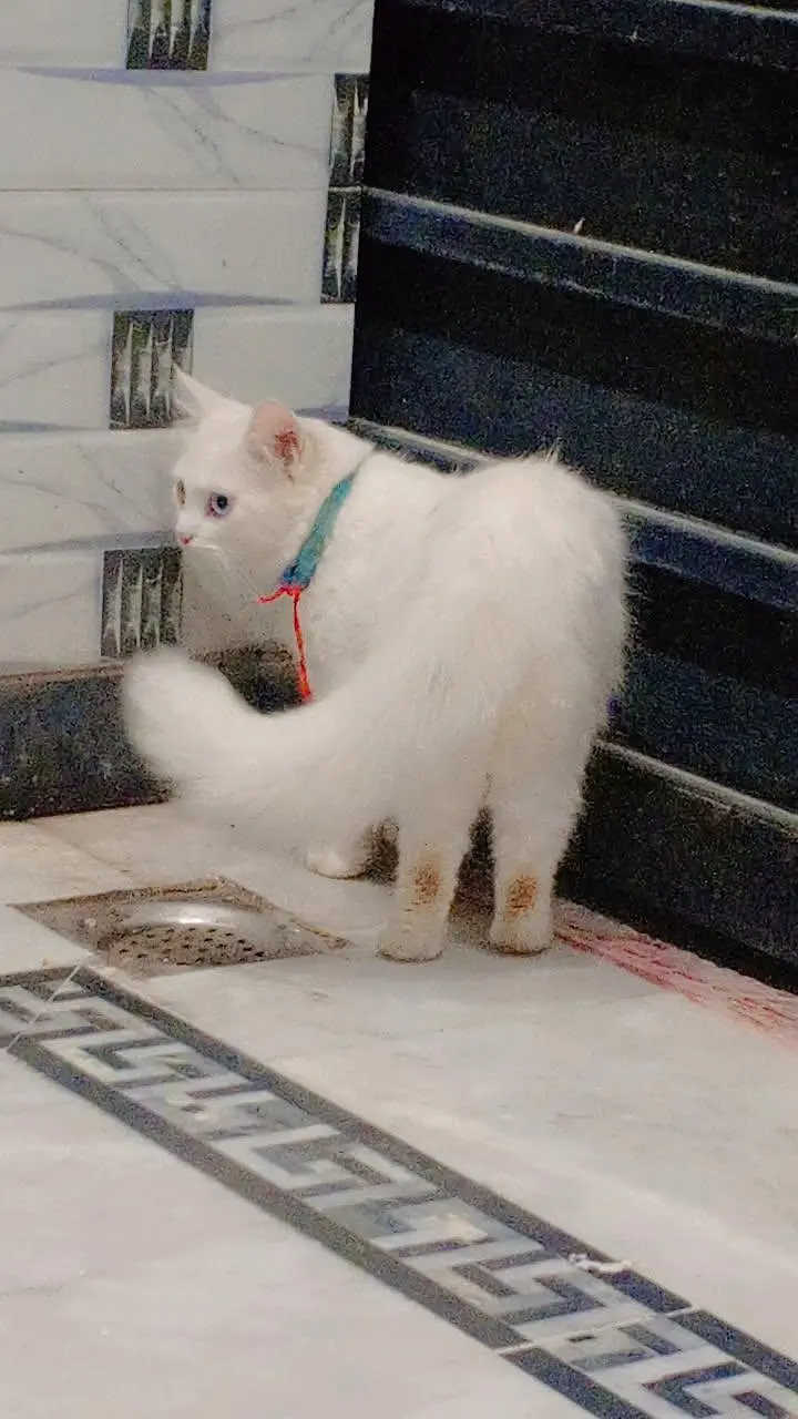 Persian old eye male cat for sale — photo 3