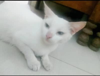 CAT PET FORSALE