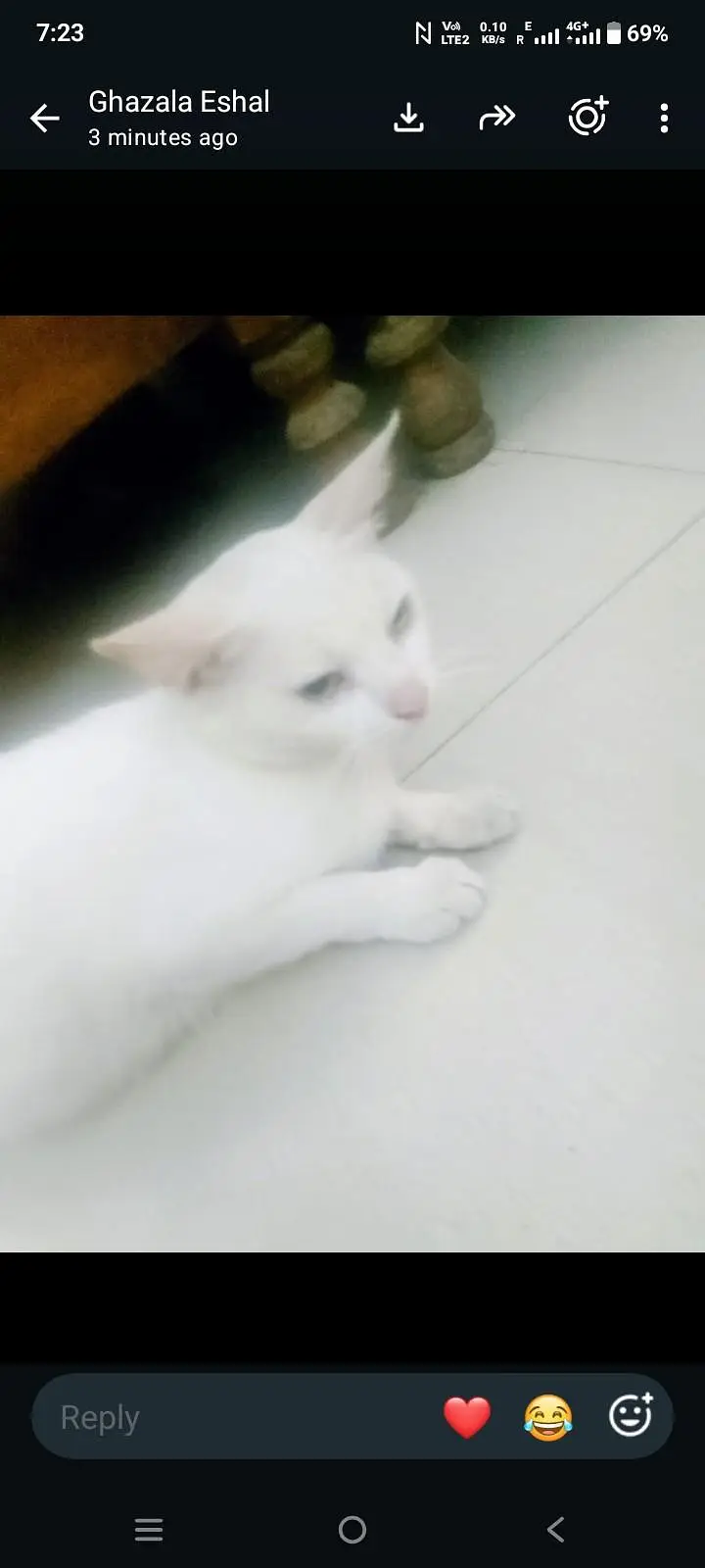 CAT PET FORSALE — photo 2
