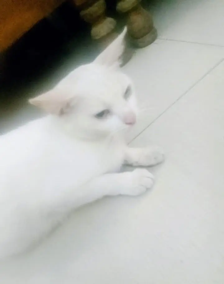 CAT PET FORSALE — photo 3